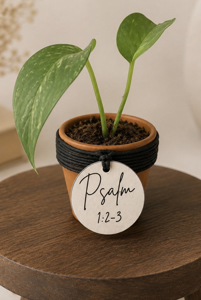 Proverbs Plant